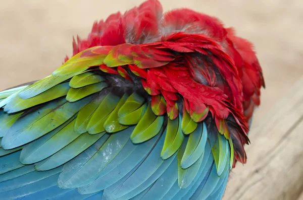 Perroquet à ailes vertes à Iguazu — Photo