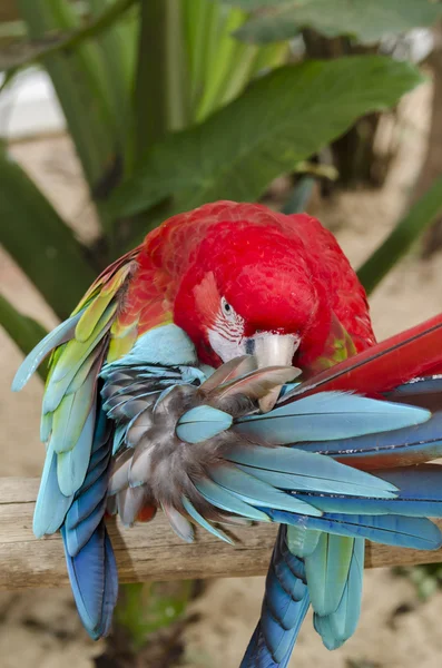 Zielony winged papuga w Iguazu — Zdjęcie stockowe