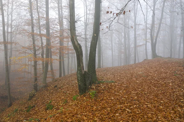 Beautiful colors of autumn — Stock Photo, Image