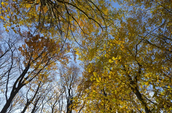 Piękne kolory jesieni — Zdjęcie stockowe