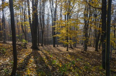 Sonbaharın Renkleri