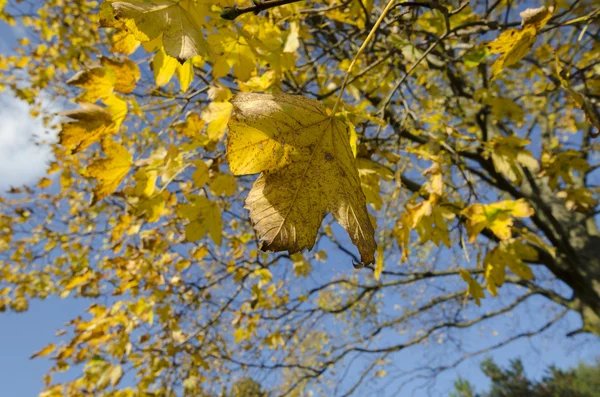 Colori dell'autunno — Foto Stock