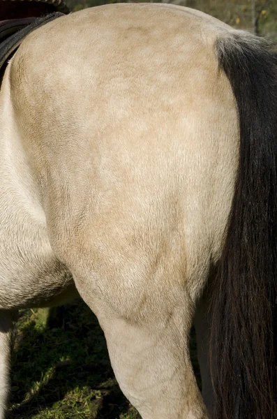 Dettaglio della coscia del cavallo — Foto Stock