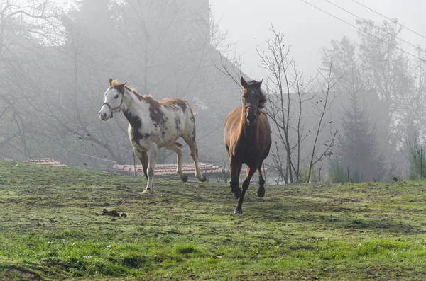 Galopujące konie białe i brązowe — Zdjęcie stockowe