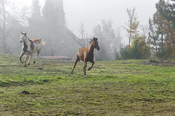 Galopperende paarden wit en bruin — Stockfoto