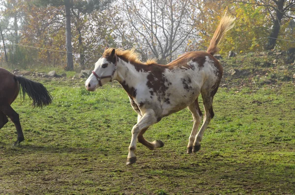 Скачущие лошади белые и коричневые — стоковое фото