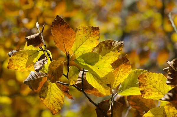 Colori dell'autunno — Foto Stock