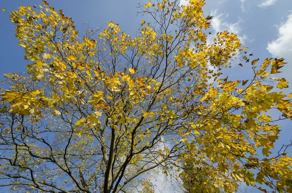 가을의 색깔 — 스톡 사진