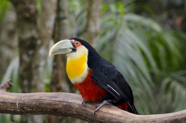 Brezilya güzel yeşil toucan