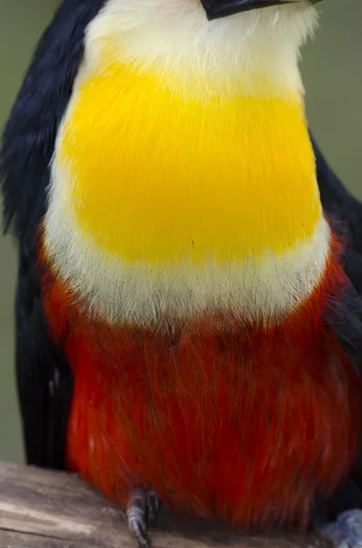 Όμορφο πράσινο toucan στη Βραζιλία — Φωτογραφία Αρχείου