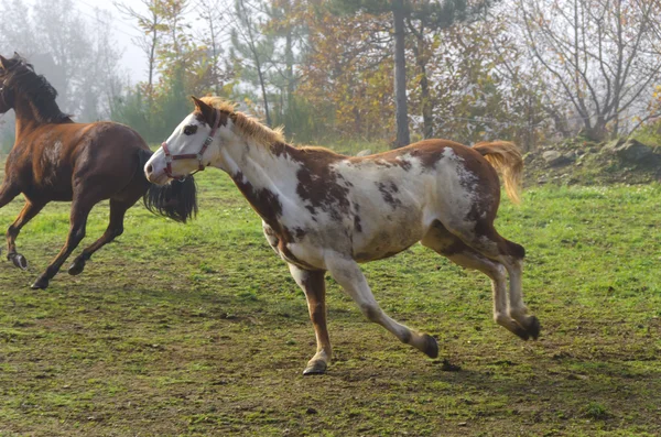 Galopperende paarden in Italië — Stockfoto