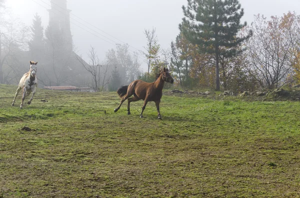 Galopperende paarden in Italië — Stockfoto