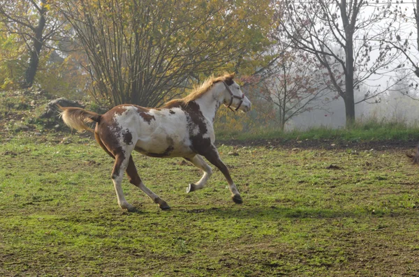Galoppierende Pferde in Italien — Stockfoto