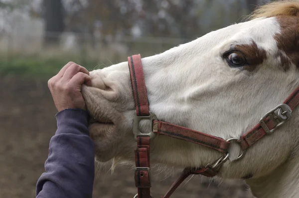 Paard terwijl wordt omlijnd op de neus — Stockfoto