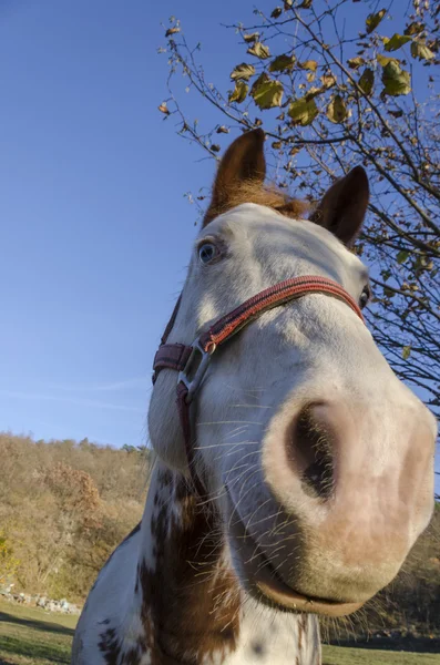 Close up van een paard — Stockfoto