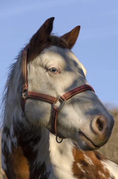 Gros plan d'un cheval — Photo