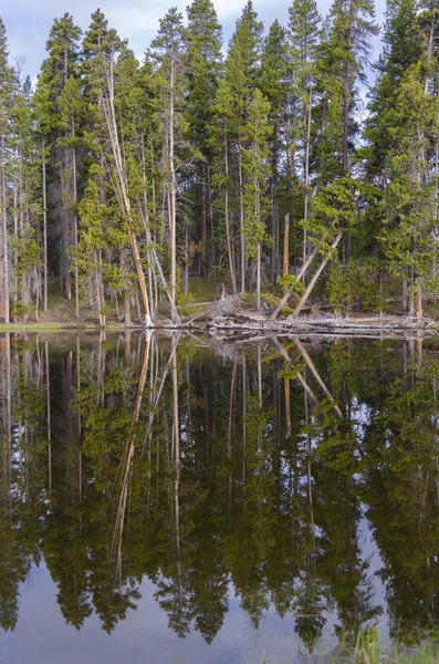 Alberi di abete sul lago di Yellowstone — Foto Stock