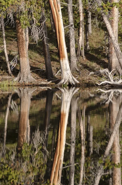 Fir trees on Yellowstone Lake — Stock Photo, Image