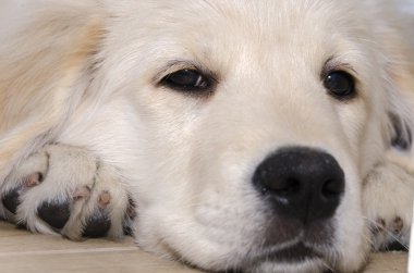 Golden Retriever Yavrusu