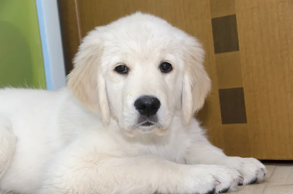 Golden Retriever Yavrusu — Stok fotoğraf