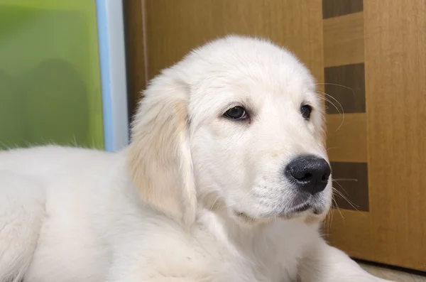 Filhote de cachorro Golden Retriever — Fotografia de Stock