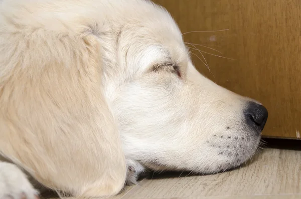 Filhote de cachorro Golden Retriever — Fotografia de Stock