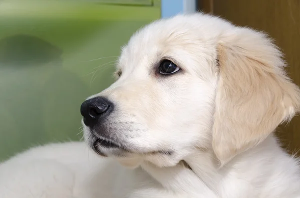 Filhote de cachorro Golden Retriever — Fotografia de Stock