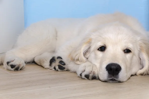 Golden Retriever valp — Stockfoto