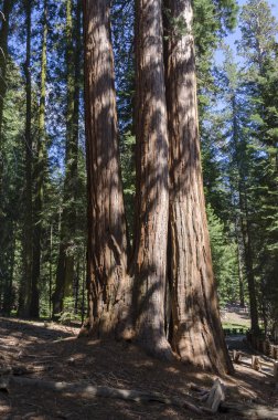 Dev sequoia California