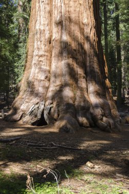 Dev sequoia California