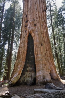 Dev sequoia California