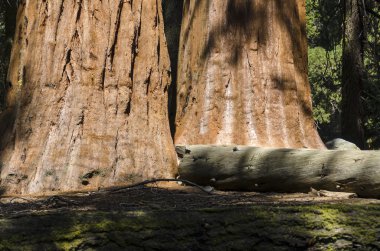 Dev sequoia California