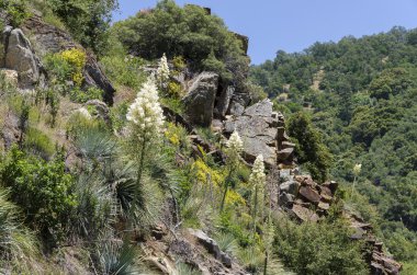 çiçek ve bitki Sequoia Park