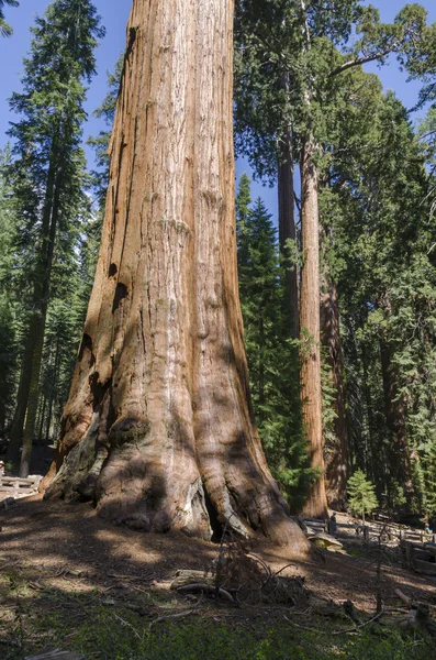 Giant sequoia in California — Stock Photo, Image