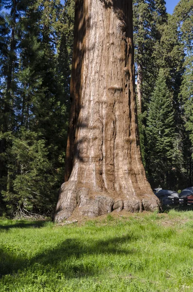 Giant sequoia w Kalifornii — Zdjęcie stockowe