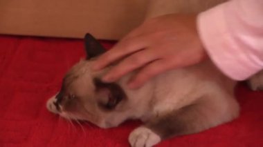 Tapınakta dua eden bir keşiş kediyi okşuyor.