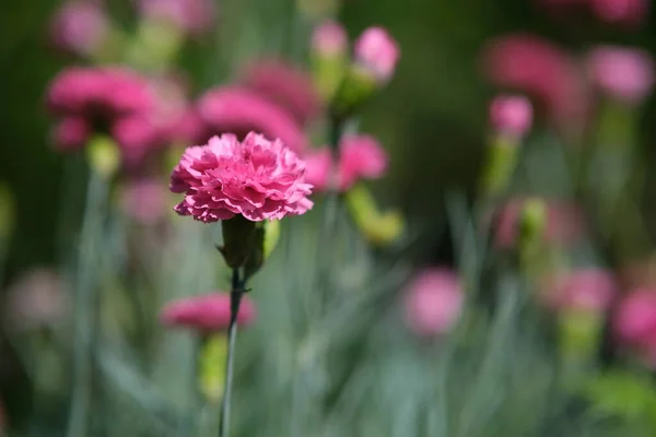 Kleine Rosa Nelken Verschwommener Hintergrund Mit Blumen — Stockfoto