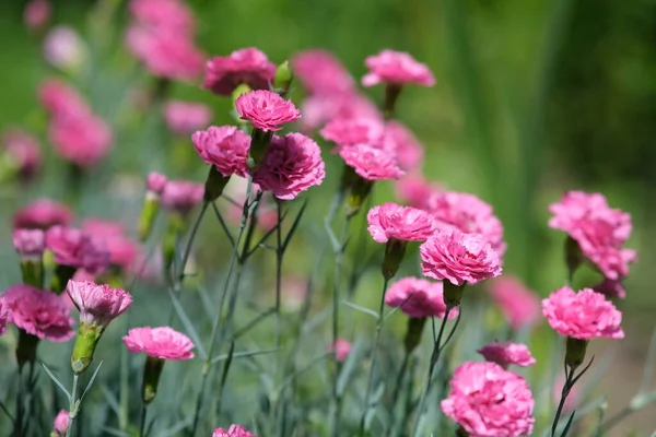 Kleine Rosa Nelken Verschwommener Hintergrund Mit Blumen — Stockfoto