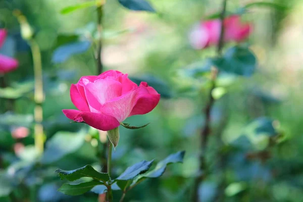 Rosa Stieg Mit Verschwommenem Grünen Photon Auf Blume Garten — Stockfoto
