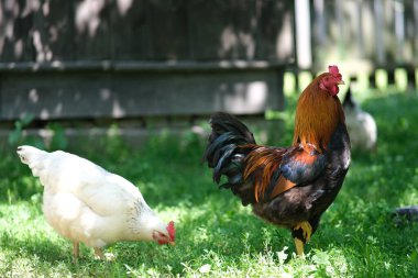 Evcil kuş. Horoz tavukları korur. Çitin arkasında tavuklar var. Hayvan yetiştiriyorum..