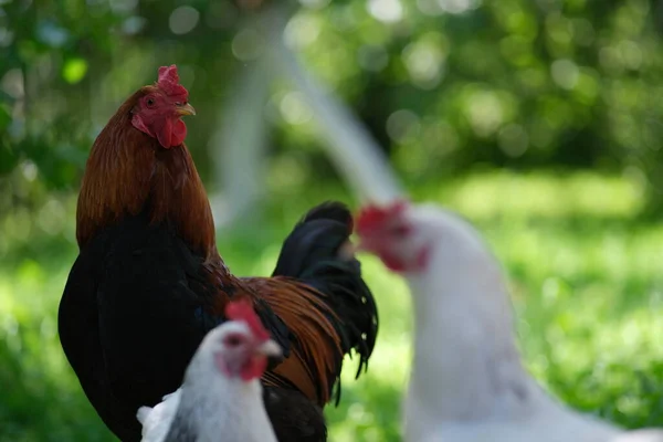 Csirkék Zöld Hátterében Egy Madár Legel Udvaron Házi Készítésű Baromfitenyésztő — Stock Fotó