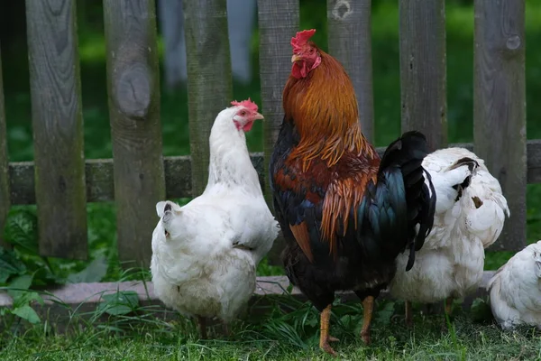Házi Madár Kakas Őrzi Csirkéket Csirkék Kerítés Mögött Háziállatok Nevelése — Stock Fotó