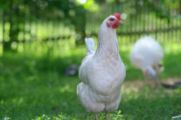 Pollo Blanco Sobre Fondo Verde Pájaro Roza Hierba Criar Gallinas —  Fotos de Stock