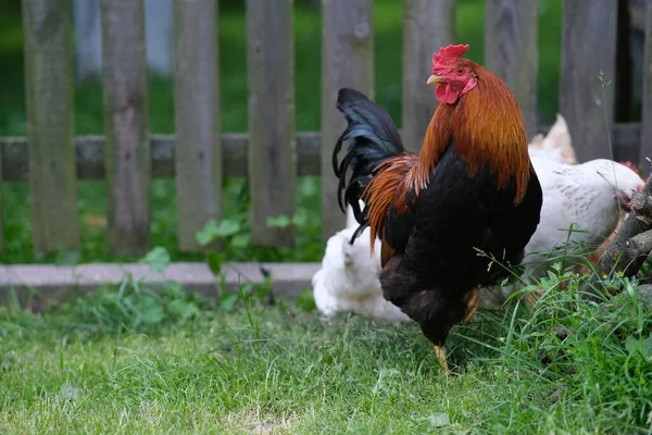 Házi Madár Kakas Őrzi Csirkéket Csirkék Kerítés Mögött Háziállatok Nevelése — Stock Fotó