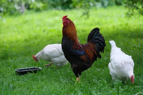 Chickens Background Green Grass Bird Grazing Yard Homemade Poultry Farm — Stock Photo, Image