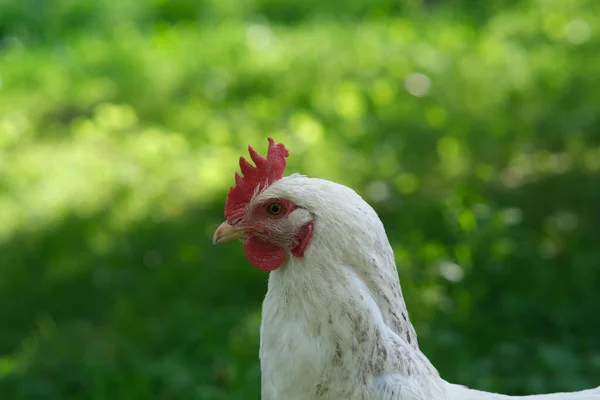 緑の背景に白い鶏 鳥は草の上で草を食む 家で鶏を育てる — ストック写真