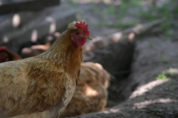 Los Pollos Reman Suelo Ave Está Nadando Patio Agricultura Casera —  Fotos de Stock