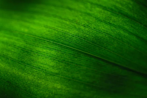 Foglia Verde Traslucido Sfondo Verde Dalla Vegetazione Sfondo Foglia Sfocata — Foto Stock