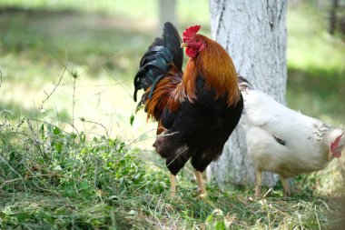 Kümes hayvanları çiftliği. Tavuklar bahçede otlar. Kümes hayvanları büyüyor.