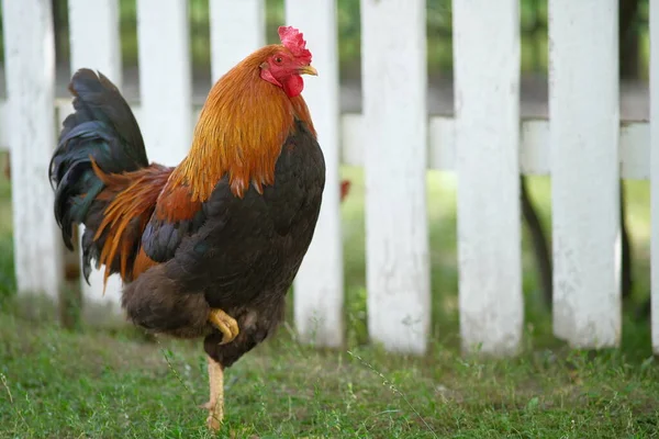 Granja Avícola Las Gallinas Pastan Patio Crecimiento Aves —  Fotos de Stock